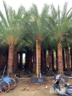 裸干高200厘米银海枣