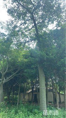 35公分大腹木棉