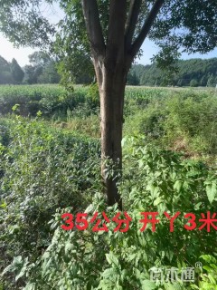 35公分朴树