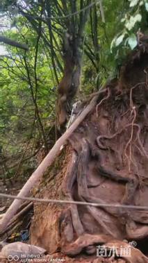 高度300厘米金弹子