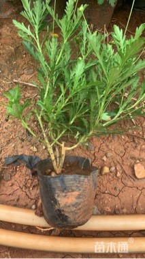 高度35厘米木春菊