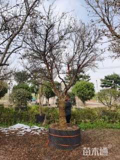 高度400厘米花石榴