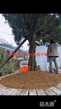 高度500厘米小叶黄杨