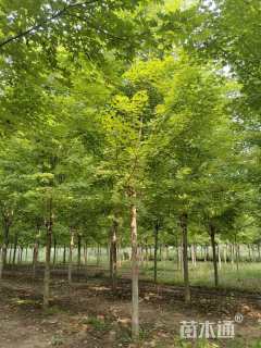 10公分美国红枫