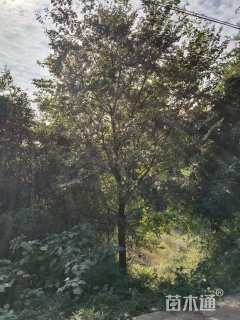 50公分(5杆)丛生朴树