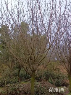 14公分日本晚樱