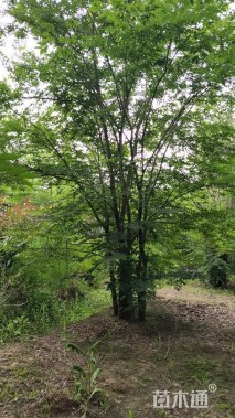 60公分(6杆)丛生榉树