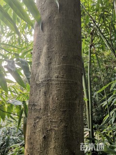 29公分红果冬青