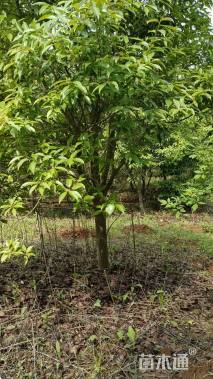 10公分红果冬青