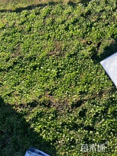 高度12厘米姬岩垂草