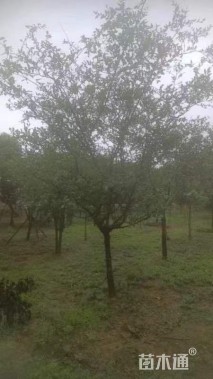 12公分垂丝海棠