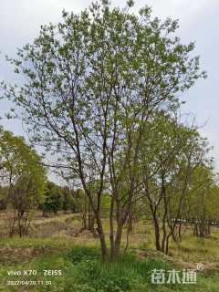 30公分丛生乌桕