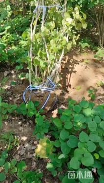 高度360厘米丛生紫荆