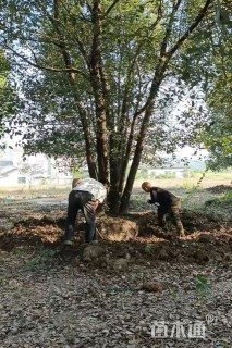 50公分丛生香樟