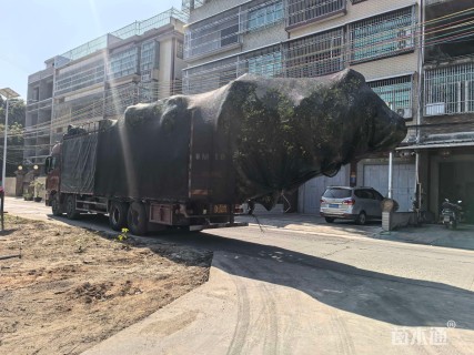 10公分尖叶杜英