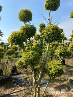 10公分造型亮晶女贞