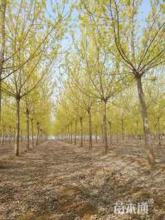 12公分金叶复叶槭