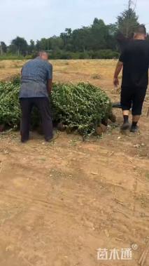 高度60厘米卫矛