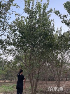 高度700厘米丛生五角枫