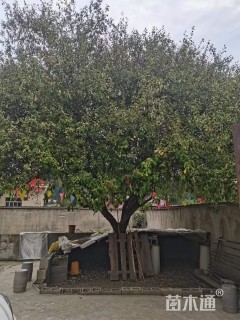 高度550厘米胡颓子