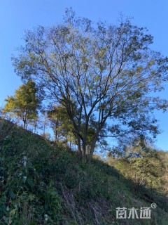 50公分(4杆)丛生朴树