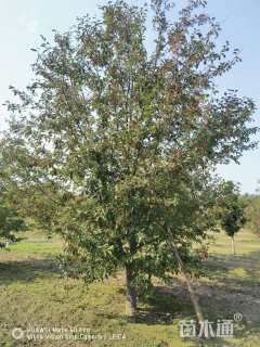 18公分绚丽海棠