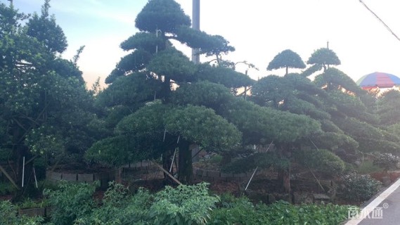 移栽苗造型罗汉松