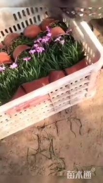 高度20厘米欧石竹