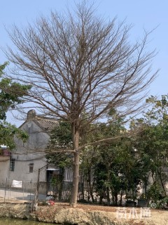 33公分细叶榄仁