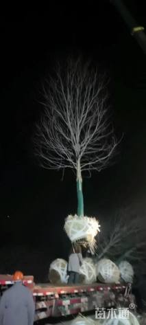 16公分美国红枫