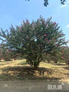 高度400厘米丛生紫薇