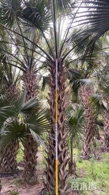裸干高300厘米沙巴榈