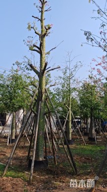 30公分美丽异木棉