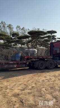 22公分造型黑松