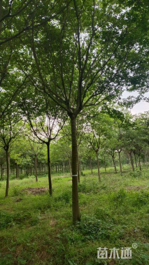 20公分朴树