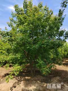 高度550厘米丛生五角枫