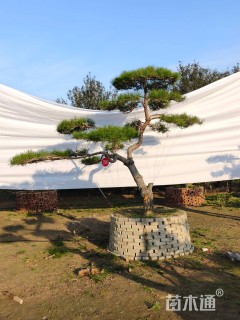 20公分造型黑松