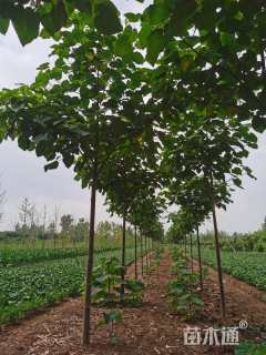 20公分梧桐