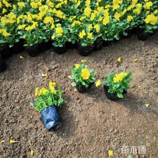 高度14厘米角堇