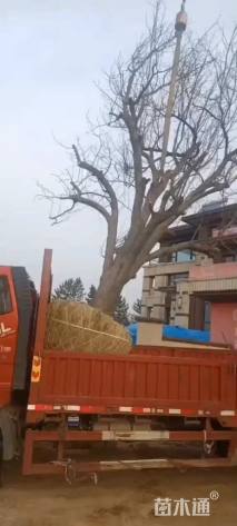 34公分八棱海棠