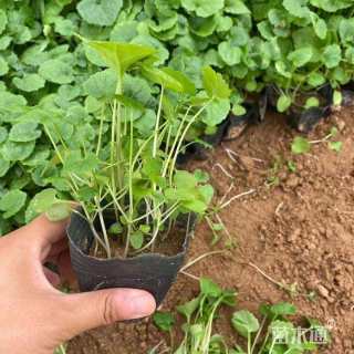 高度15厘米二月兰