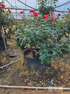 高度250厘米丛生月季