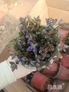 高度15厘米筋骨草