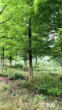 20公分美国红枫