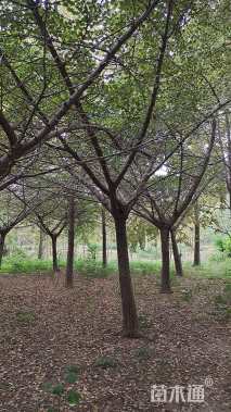 25公分嫁接银杏