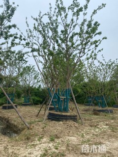 100公分丛生乌桕