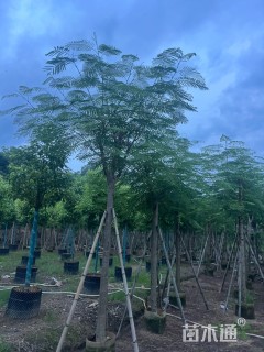 25公分凤凰木