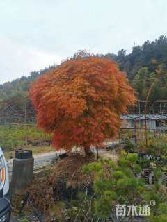 10公分木瓜海棠