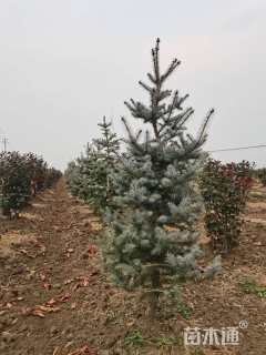 高度100厘米美国蓝杉