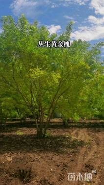 高度500厘米丛生金枝槐